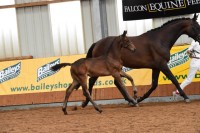 Grey Eagle : Grey Flanell x Hotline x Warkant 2014 Dark brown colt.  Oldenburg Premium, BEF Elite